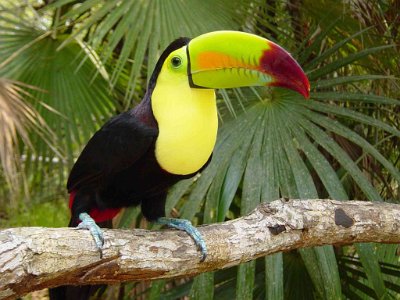toucan