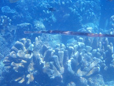 PB230275