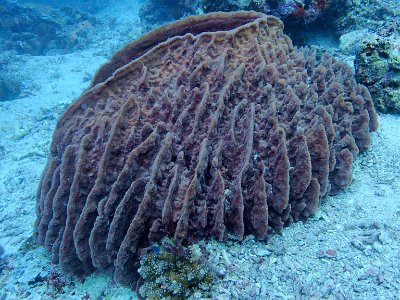 PB230394