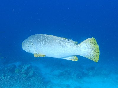 PB260459