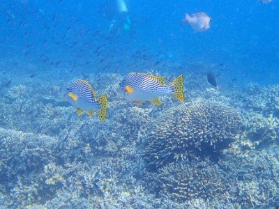 PB260591