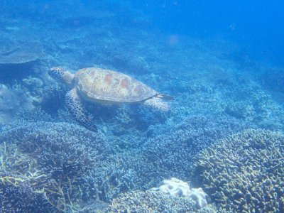 PB260595