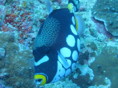 PB260657