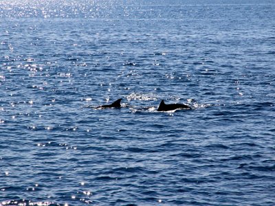 IMG 4935