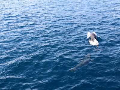 IMG 4942