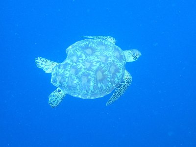 PB280887