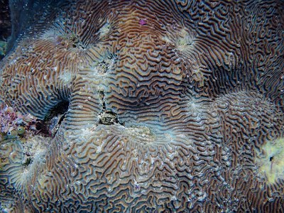 PB280894
